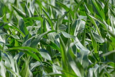 güneş ışığında birçok tatlı mısır bitkilerin ayrıntıları