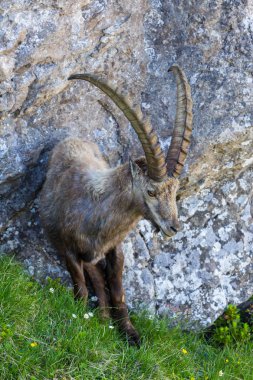 portre erkek yetişkin alp ibex oğlak ayakta, kaya, çayır