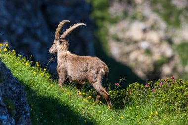 yeşil çayırayakta yetişkin erkek alp ibex oğlak