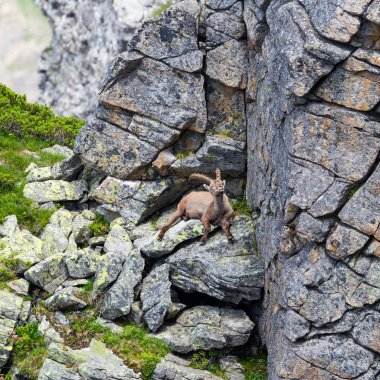 erkek ibex oğlak kaya üzerinde rahatlatıcı