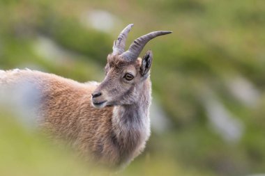 genç doğal alp ibex oğlak portresi