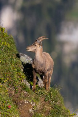dik dağ çayırayakta alp opra ibex oğlak