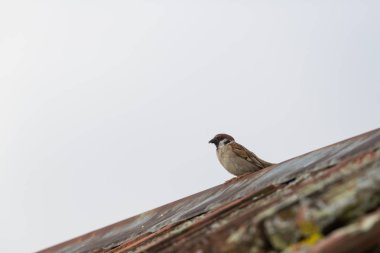 çatıda avrasya ağaç serçesi (passer montanus)