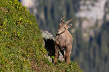 dik dağda duran doğal alp opra ibex oğlak