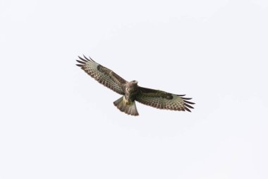izole ortak şahin (buteo buteo) yayılmış kanat ile uçuş