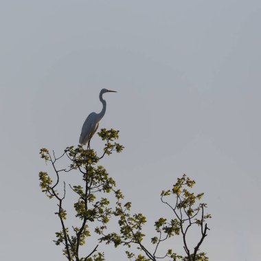 büyük beyaz egret silueti (egretta alba) üstünde oturan