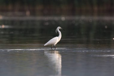 küçük egret (egretta garzetta) karanlık suda wading