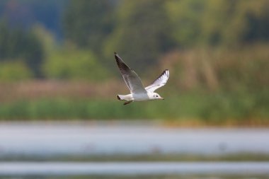 kara başlı martı (larus ridibundus) su üzerinde uçan