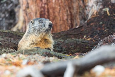 bir marmot groundhog (marmota monax) ağaç gövdeleri gizli 