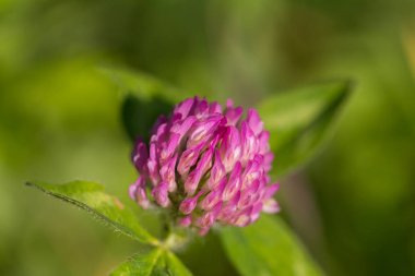 kırmızı yonca çiçek makro (trifolium pratense)
