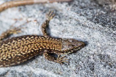 üst görünümü avrupa duvar kertenkele (podarcis muralis) taş üzerinde yalan 