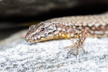 avrupa duvar kertenkele (podarcis muralis) meraklı görünümlü