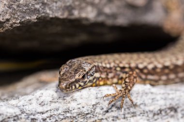 ayrıntılı görünüm avrupa duvar kertenkele (podarcis muralis) yalan