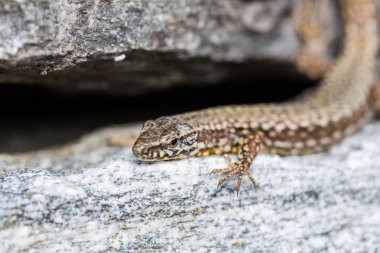 granit portre avrupa duvar kertenkele (podarcis muralis)