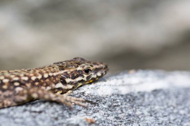 yan görünüm avrupa duvar kertenkele (podarcis muralis) yalan