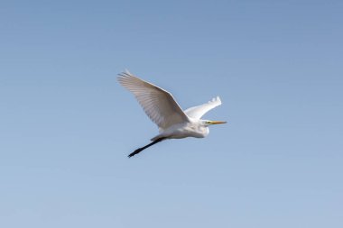 büyük beyaz egret (egretta alba) uçuş, mavi gökyüzü, kanatları yaymak