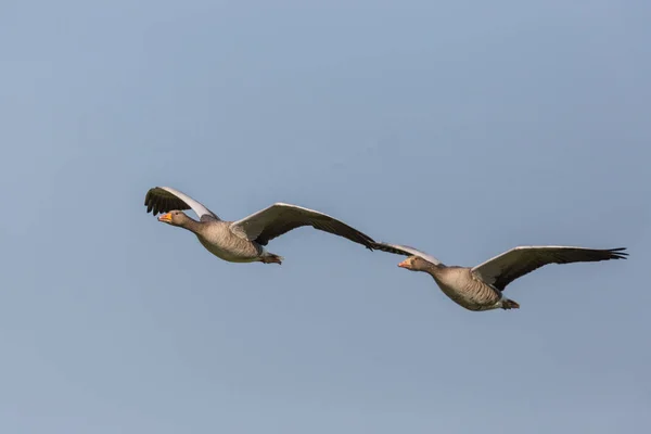 portrait two flying gray geese (anser anser), blue sky, sunlight