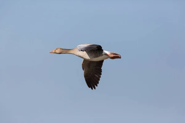 Portrait of flying gray goose (anser anser) in blue sky — Stock Photo, Image