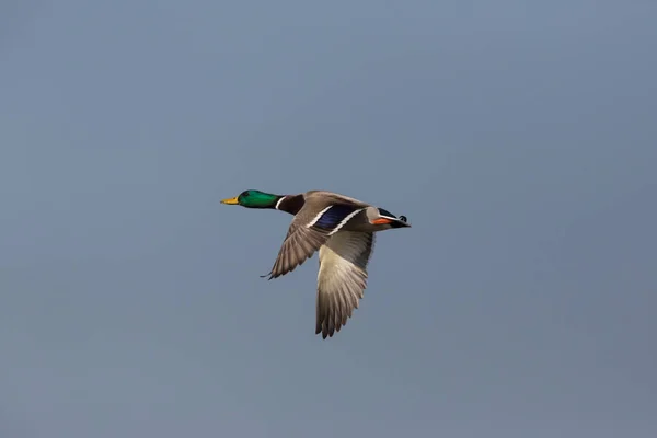 Canard colvert mâle (anas platyrhynchos) en vol dans le ciel bleu — Photo