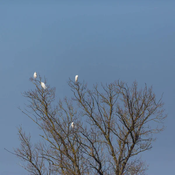 Mehrere Silberreiher-Vögel (Egretta alba) auf Baum sitzend — Stockfoto