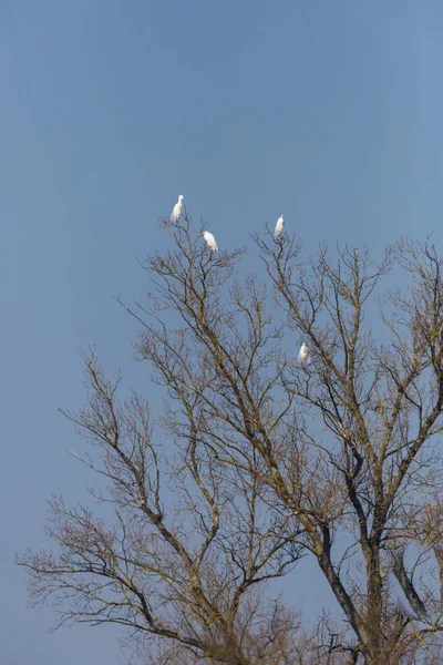 White egrets birds (egretta alba) sitting on tree, blue sky — 스톡 사진