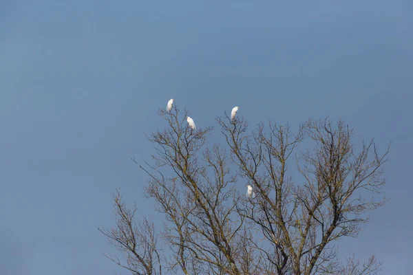Четыре белых цапли птиц (цапли альба), сидя на дереве, голубое небо — стоковое фото
