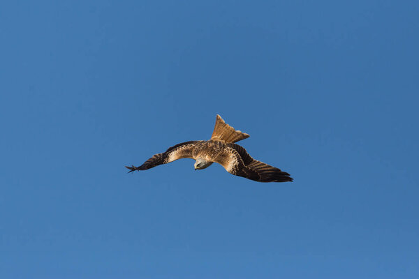 top view flying red kite (milvus milvus) bird, blue sky