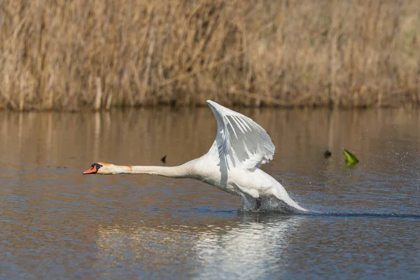 Cisne mudo (cygnus olor) correndo na superfície da água com cana — Fotografia de Stock