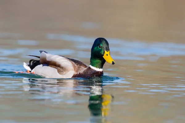 Un canard colvert mâle naturel (Anas platyrhynchos) nageant — Photo