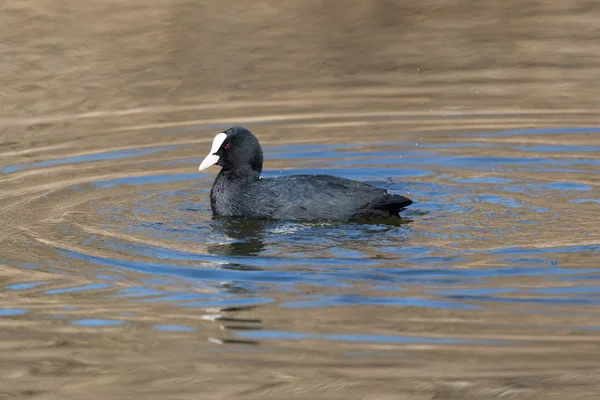 Portrait of isolated black coot (fulica atra) swimming — Stock Photo, Image