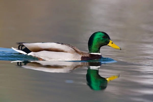 Un canard colvert mâle naturel (Anas platyrhynchos) nageant — Photo