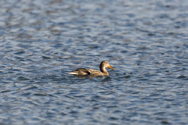 Um pato mallard fêmea natural (anas platyrhynchos) nadando — Fotografia de Stock