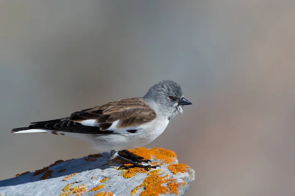 Estrecha vista pájaro pinzón blanco (montifringilla nivalis ) —  Fotos de Stock