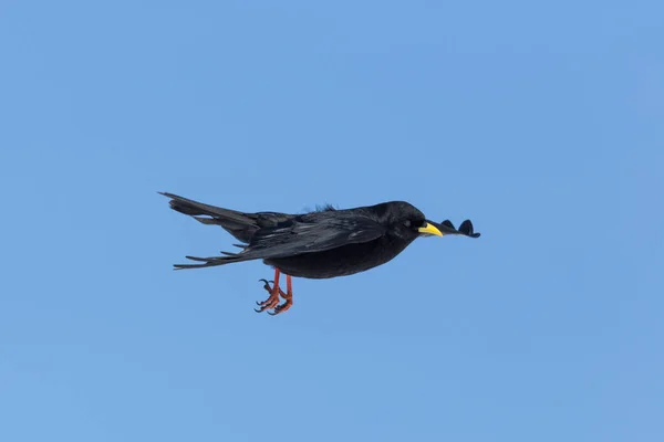 Портрет летающей альпийской птицы (Pyrrhocorax graculus ) — стоковое фото