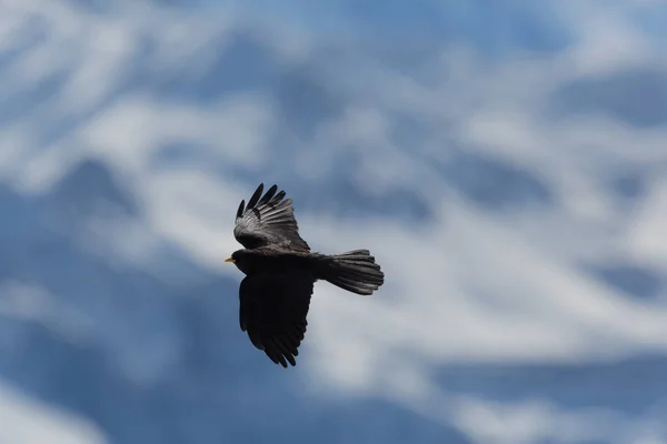 silhouette of flying alpine chough bird (pyrrhocorax graculus)