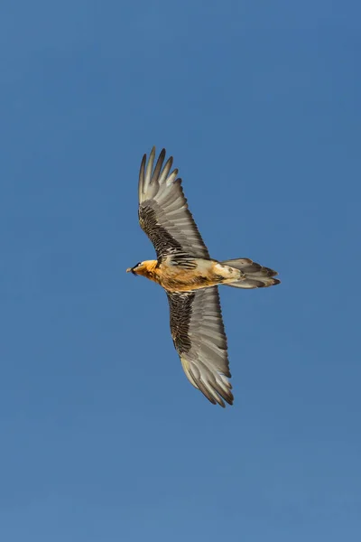 Dospělý vousatý supi (gypaetus barbatus) za letu modrá obloha — Stock fotografie
