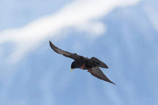 Силуэт летающей альпийской птицы кашля (pyrrhocorax graculus ) — стоковое фото