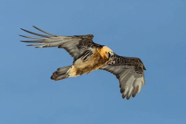 Portrét létající dospělý vousatý supi (gypaetus barbatus) — Stock fotografie