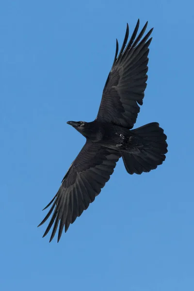 Северный ворон (Corvus corax) в полете с голубым небом — стоковое фото