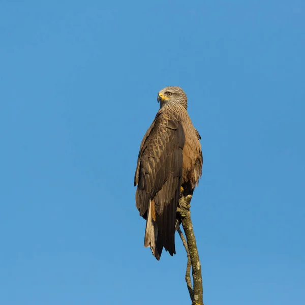 Zwarte Wouw (Milvus migrans) zittend op geïsoleerde tak, blauwe hemel — Stockfoto