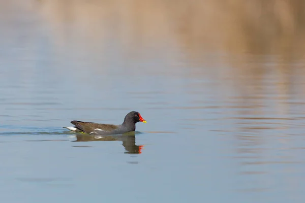 Un moorhen (gallinula chlorpus) nadando en la superficie llana del agua —  Fotos de Stock