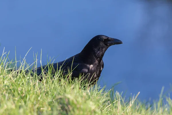 Vista lateral retrato corvo de carniça (corvus corone), prado verde — Fotografia de Stock