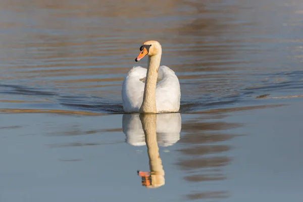 Портрет плавающего зеркального немого лебедя (Cygnus olor ) — стоковое фото