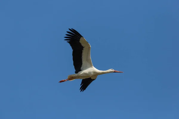 Cigogne blanche volante (Ciconia ciconia) dans le ciel bleu — Photo