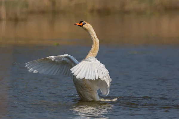 Retrato de cisne mudo (Cygnus olor) plumaje de limpieza — Foto de Stock