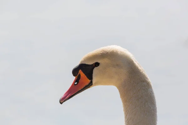 Retrato detallado de cisne mudo natural (cygnus olor) cabeza — Foto de Stock