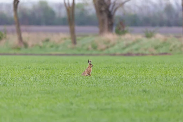 Καφέ λαγός (Lepus europaeus) σε πράσινο λιβάδι με δέντρα — Φωτογραφία Αρχείου