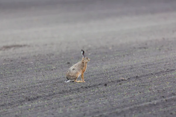 tarımsal alanda kahverengi tavşan (Lepus europaeus)