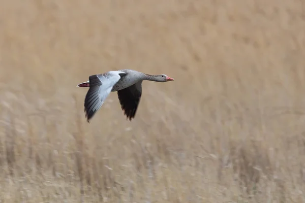 one gray goose bird (anser anser) flying in reed