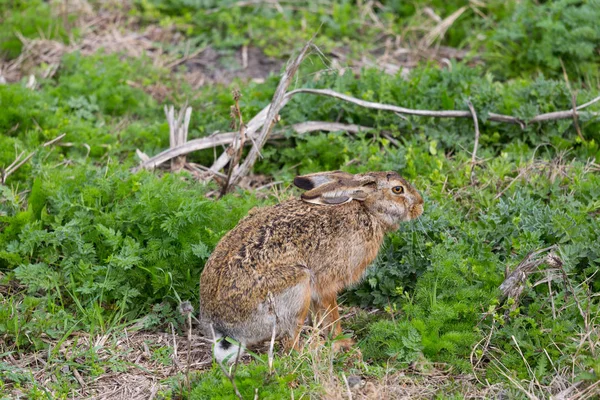 Europeisk brun hare Jackrabbit (Lepus europaeus) sittande — Stockfoto